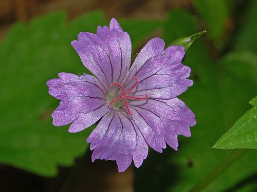 Geranium nodosum